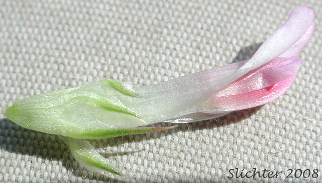Flower of Douglas' Clover: Trifolium douglasii