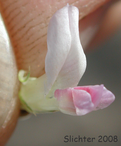 Banner of Douglas' Clover: Trifolium douglasii