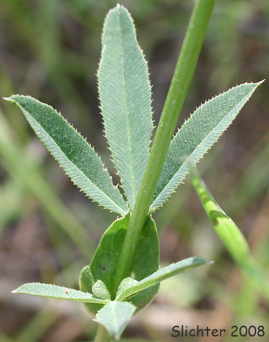 Stem leaf of Douglas' clover: Trifolium douglasii