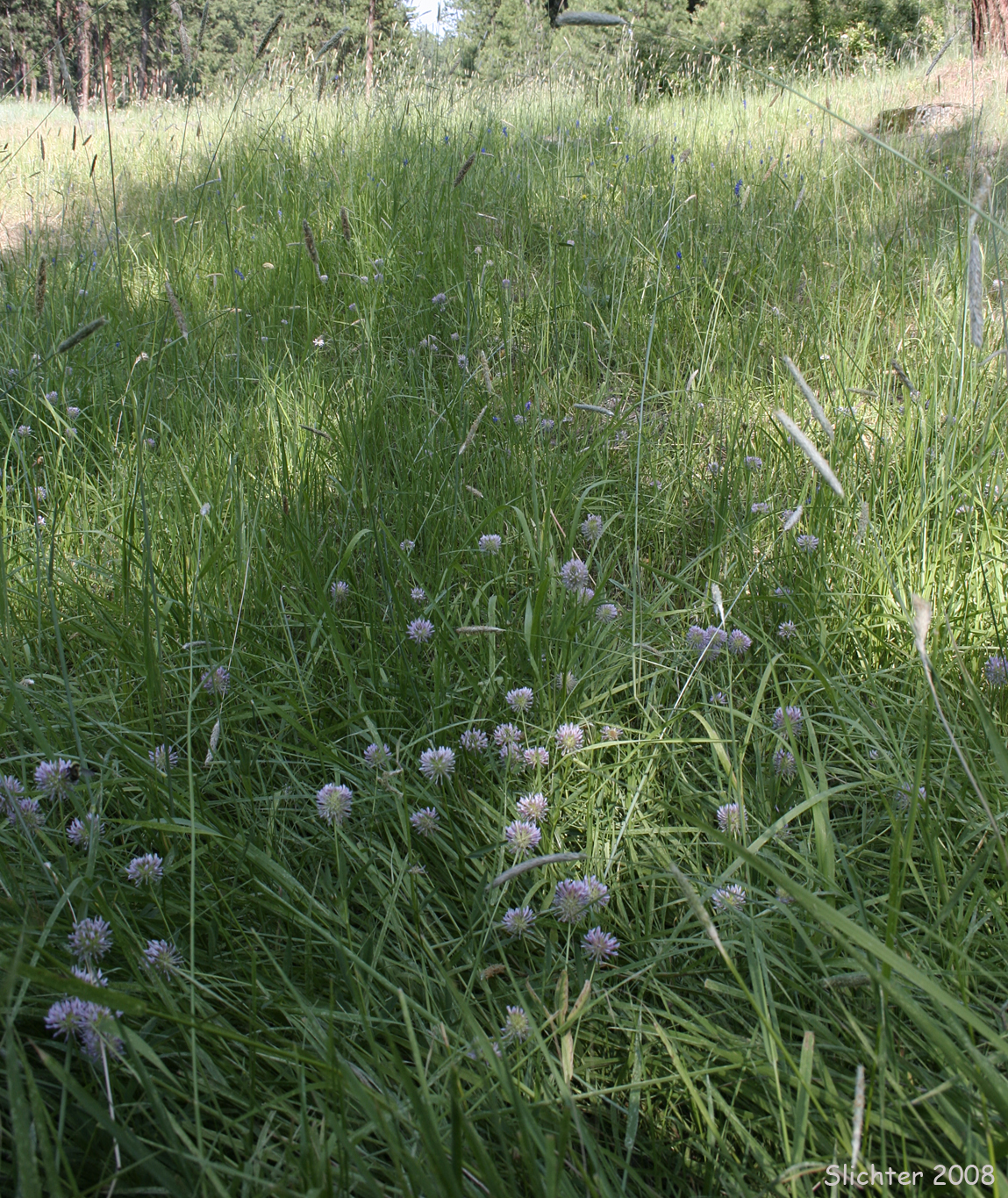 Habitat of Douglas' clover: Trifolium douglasii