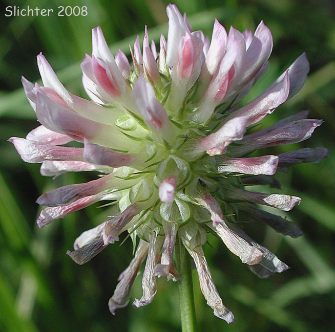 Flower head of Douglas' Clover: Trifolium douglasii