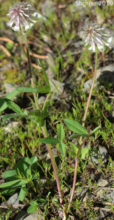 Woollyhead Clover, Woolly-head Clover: Trifolium eriocephalum ssp. arcuatum (Synonyms: Trifolium arcuatum, Trifolium eriocephalum var. arcuatum, Trifolium eriocephalum var. piperi)