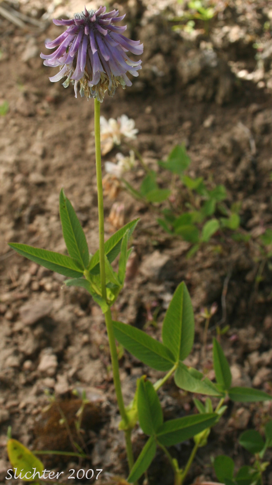 Woollyhead Clover, Woolly-head Clover: Trifolium eriocephalum ssp. arcuatum (Synonyms: Trifolium arcuatum, Trifolium eriocephalum var. arcuatum, Trifolium eriocephalum var. piperi)