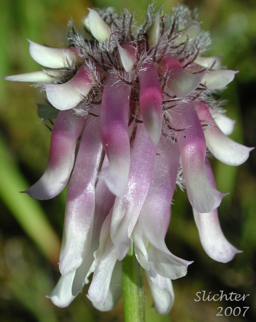 Inflorescence of Woollyhead Clover, Woolly-head Clover: Trifolium eriocephalum ssp. arcuatum (Synonyms: Trifolium arcuatum, Trifolium eriocephalum var. arcuatum, Trifolium eriocephalum var. piperi)
