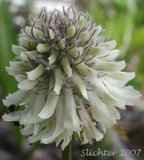 Inflorescence of Woollyhead Clover, Woolly-head Clover: Trifolium eriocephalum ssp. arcuatum (Synonyms: Trifolium arcuatum, Trifolium eriocephalum var. arcuatum, Trifolium eriocephalum var. piperi)
