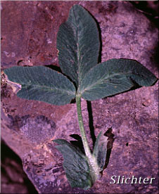 Stem leaf of Woollyhead Clover, Woolly-head Clover: Trifolium eriocephalum ssp. arcuatum (Synonyms: Trifolium arcuatum, Trifolium eriocephalum var. arcuatum, Trifolium eriocephalum var. piperi)