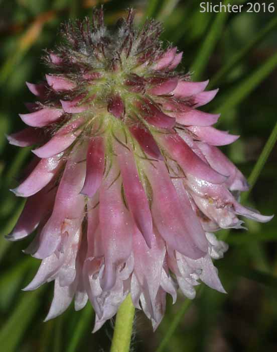 Inflorescence of Cusick's Clover: Trifolium eriocephalum ssp. cusickii (Synonyms: Trifolium eriocephalum var. cusickii, Trifolium eriocephalum var. harneyense)