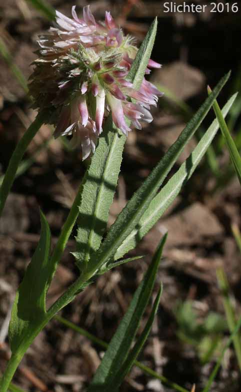 Cusick's Clover: Trifolium eriocephalum ssp. cusickii (Synonyms: Trifolium eriocephalum var. cusickii, Trifolium eriocephalum var. harneyense)
