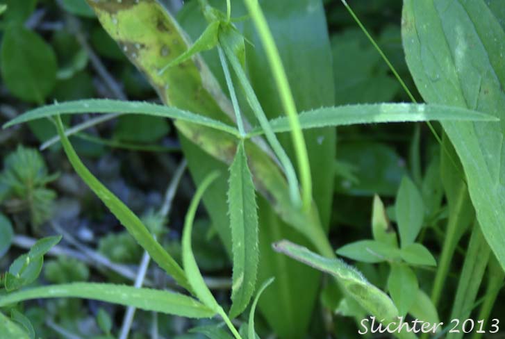 Stem leaf of Cusick's Clover: Trifolium eriocephalum ssp. cusickii (Synonyms: Trifolium eriocephalum var. cusickii, Trifolium eriocephalum var. harneyense)