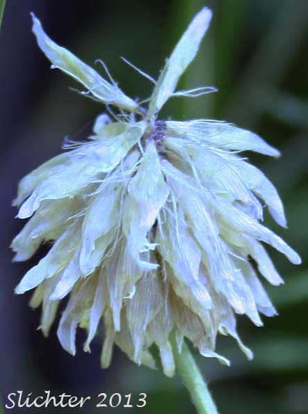 Inflorescence of Cusick's Clover: Trifolium eriocephalum ssp. cusickii (Synonyms: Trifolium eriocephalum var. cusickii, Trifolium eriocephalum var. harneyense)