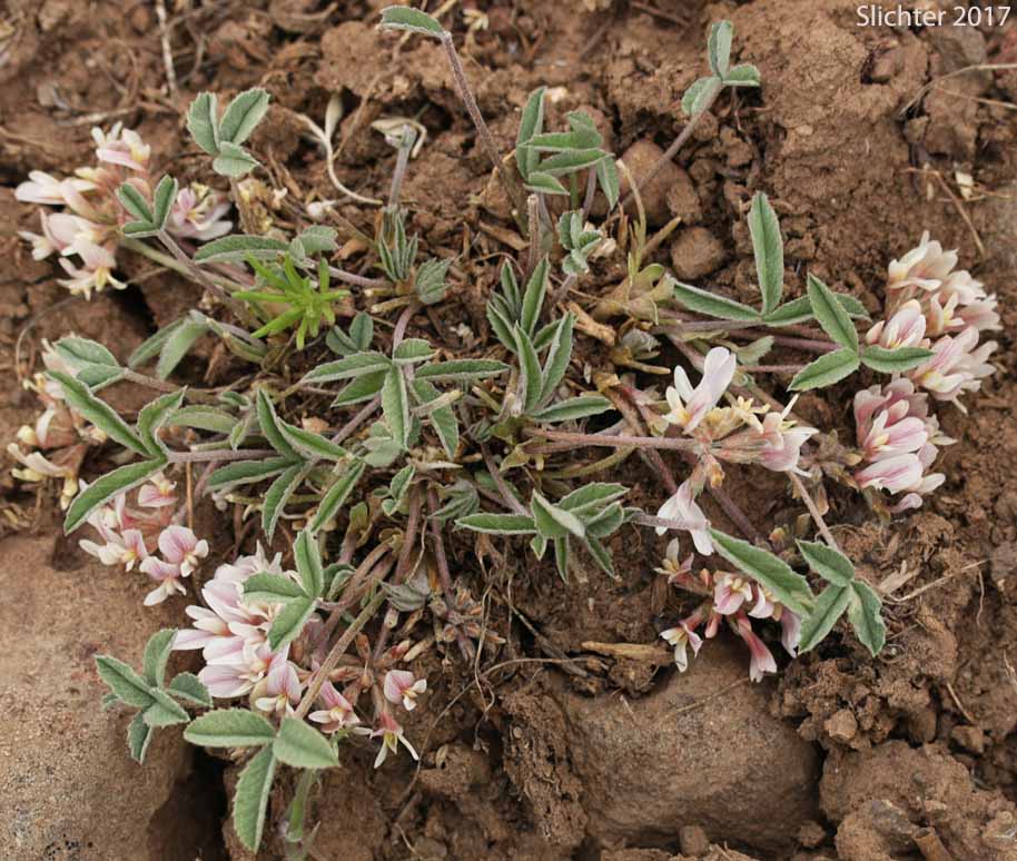 Plummer's Clover: Trifolium gymnocarpon (Synonyms: Trifolium gymnocarpon ssp. plummerae, Trifolium gymnocarpon var. plummerae)