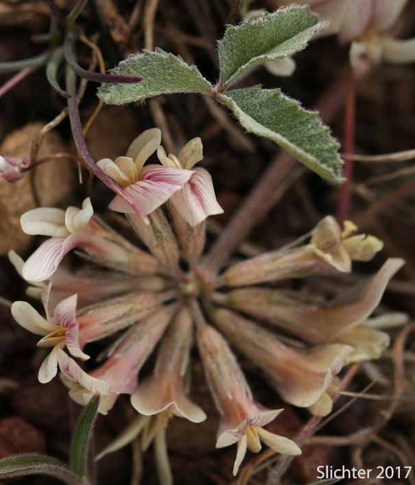 Plummer's Clover: Trifolium gymnocarpon (Synonyms: Trifolium gymnocarpon ssp. plummerae, Trifolium gymnocarpon var. plummerae)