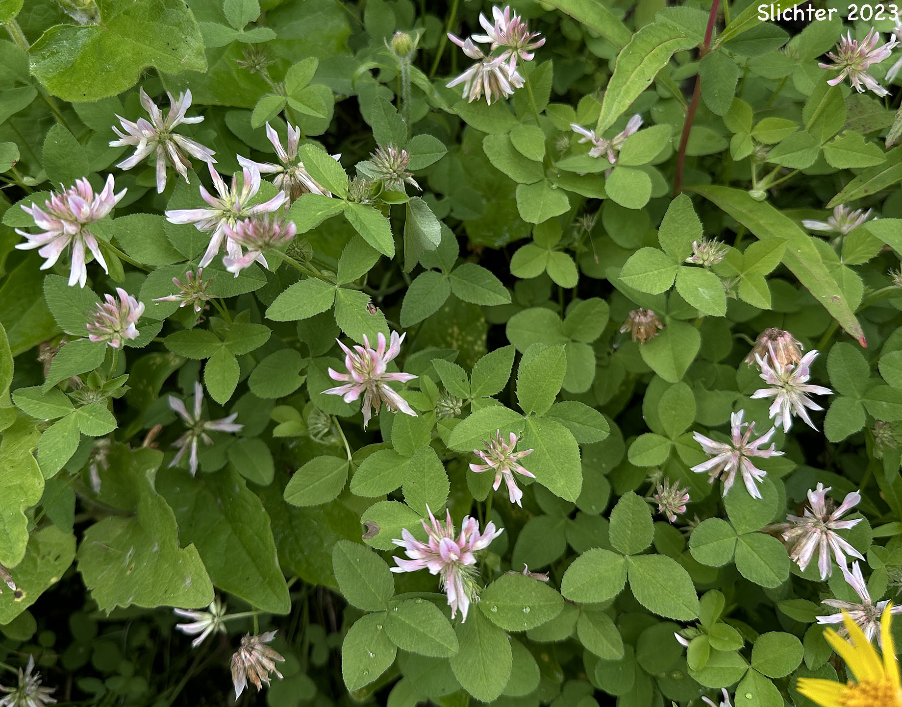 Twin Clover: Trifolium latifolium (Synonyms: Trifolium aitonii, Trifolium howellii, Trifolium howellii var. latifolium, Trifolium longipes var. latifolium, Trifolium orbiculatum)