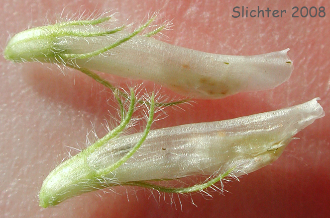Flowers of Twin Clover: Trifolium latifolium (Synonyms: Trifolium aitonii, Trifolium howellii, Trifolium howellii var. latifolium, Trifolium longipes var. latifolium, Trifolium orbiculatum)