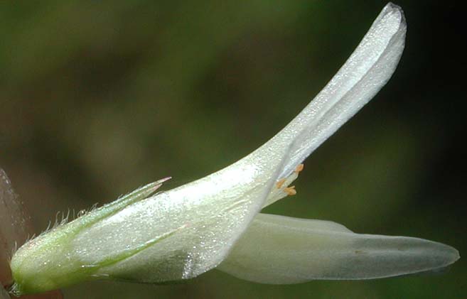Close-up sideview of a flower of Twin Clover: Trifolium latifolium (Synonyms: Trifolium aitonii, Trifolium howellii, Trifolium howellii var. latifolium, Trifolium longipes var. latifolium, Trifolium orbiculatum)