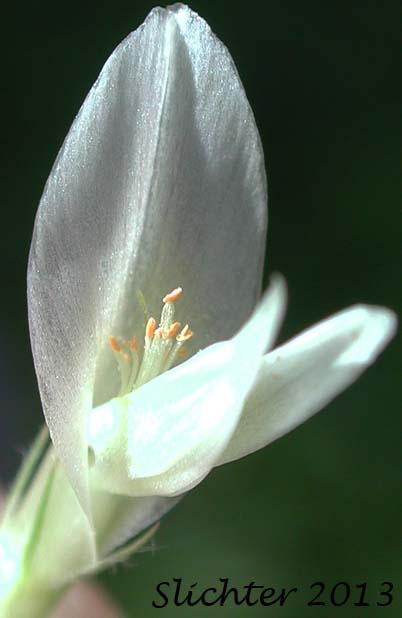 Banner of Twin Clover: Trifolium latifolium (Synonyms: Trifolium aitonii, Trifolium howellii, Trifolium howellii var. latifolium, Trifolium longipes var. latifolium, Trifolium orbiculatum)