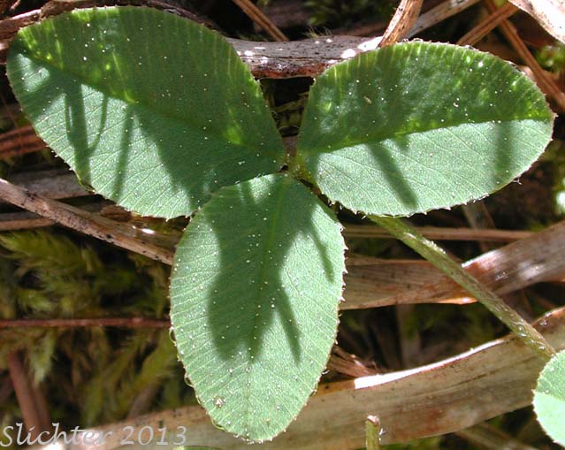 Leaf of Twin Clover: Trifolium latifolium (Synonyms: Trifolium aitonii, Trifolium howellii, Trifolium howellii var. latifolium, Trifolium longipes var. latifolium, Trifolium orbiculatum)