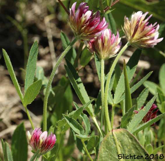 Hansen's Clover, Long-stalked Clover: Trifolium longipes var. hansenii (Synonyms: Trifolium hansenii, Trifolium longipes ssp. hansenii, Trifolium longipes var. nevadense)