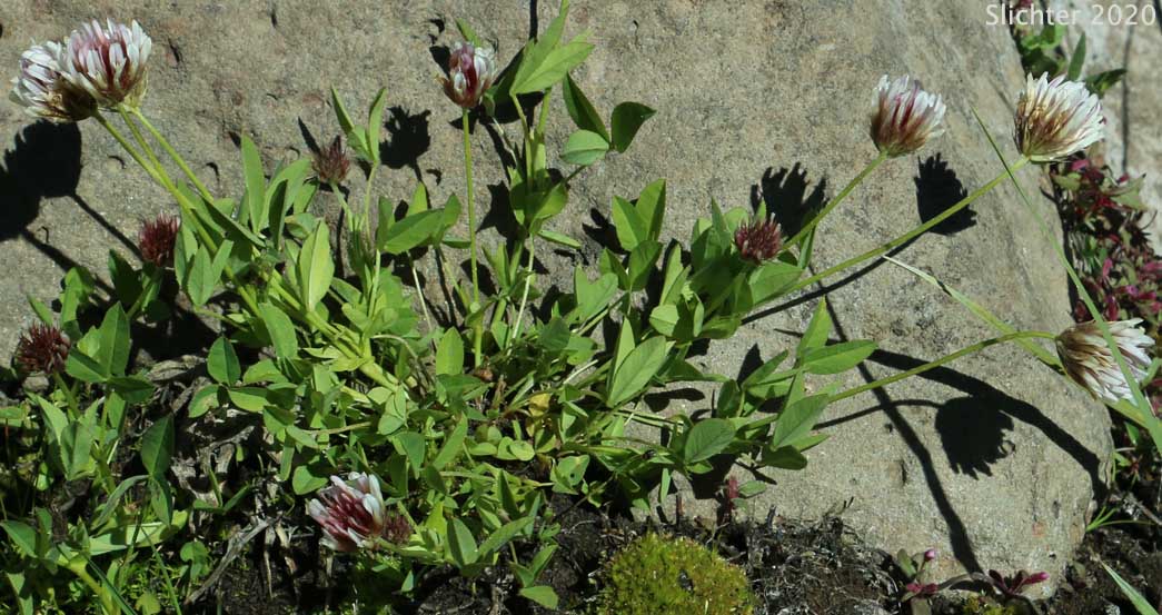 Hansen's Clover, Long-stalked Clover: Trifolium longipes var. hansenii (Synonyms: Trifolium hansenii, Trifolium longipes ssp. hansenii, Trifolium longipes var. nevadense)