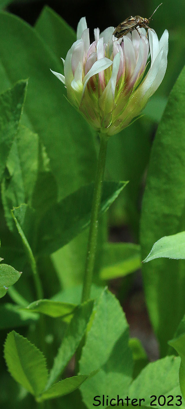 Hansen's Clover, Long-stalked Clover: Trifolium longipes var. hansenii (Synonyms: Trifolium hansenii, Trifolium longipes ssp. hansenii, Trifolium longipes var. nevadense)