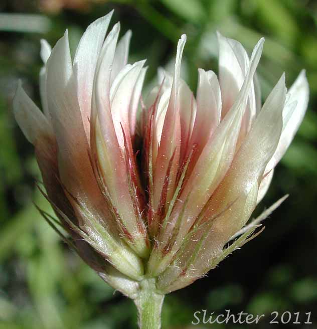 Close-up of the inflorescence of Hansen's Clover, Long-stalked Clover: Trifolium longipes var. hansenii (Synonyms: Trifolium hansenii, Trifolium longipes ssp. hansenii, Trifolium longipes var. nevadense)