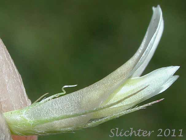 Close-up sideview of a flower of Hansen's Clover, Long-stalked Clover: Trifolium longipes var. hansenii (Synonyms: Trifolium hansenii, Trifolium longipes ssp. hansenii, Trifolium longipes var. nevadense)