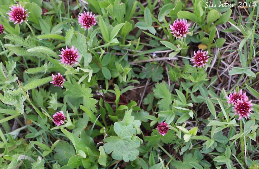 Hansen's Clover, Long-stalked Clover: Trifolium longipes var. hansenii (Synonyms: Trifolium hansenii, Trifolium longipes ssp. hansenii, Trifolium longipes var. nevadense)