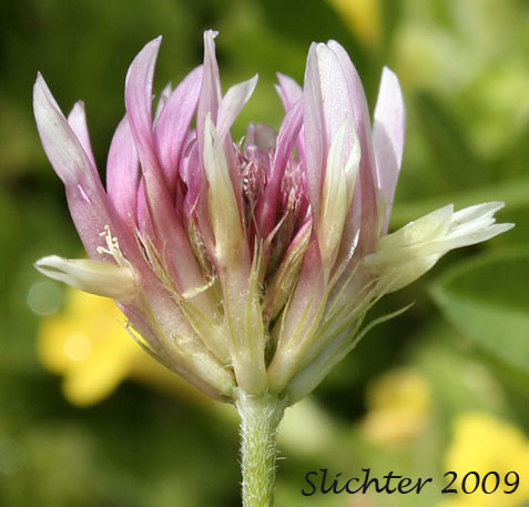 Inflorescence of Longstalk Clover: Trifolium longipes var. longipes
