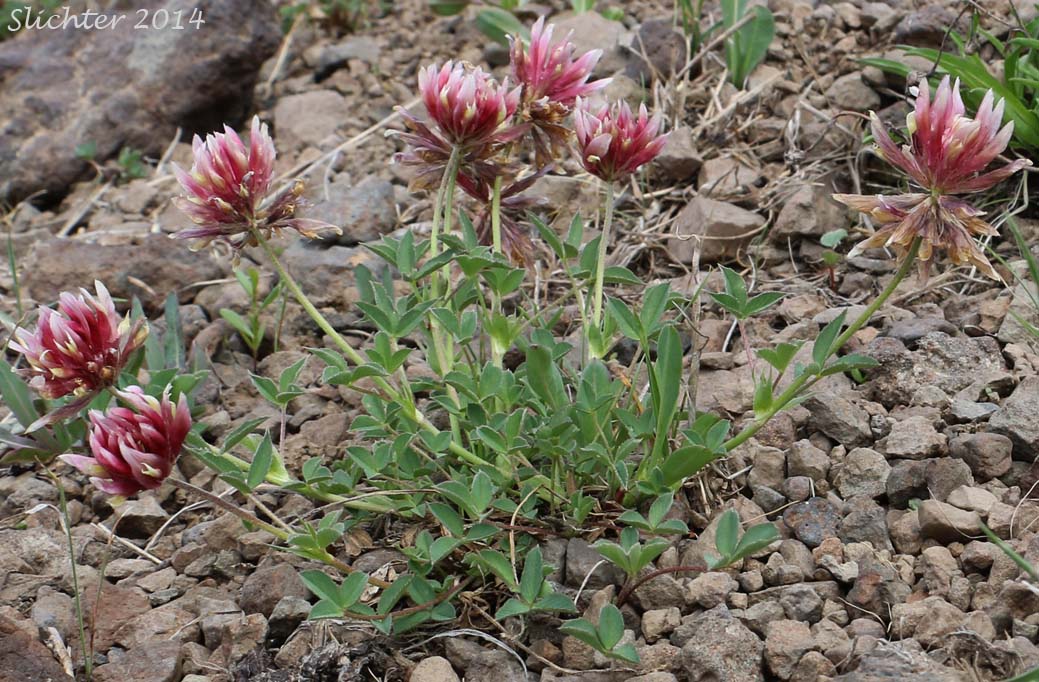 Long-stalked Clover: Trifolium longipes var. multiovulatum (Synonyms: Trifolium caurinum, Trifolium covillei, Trifolium longipes ssp. caurinum, Trifolium longipes ssp. shastense, Trifolium longipes var. shastense, Trifolium oreganum var. multiovulatum, Trifolium rubyi ssp. caurinum)