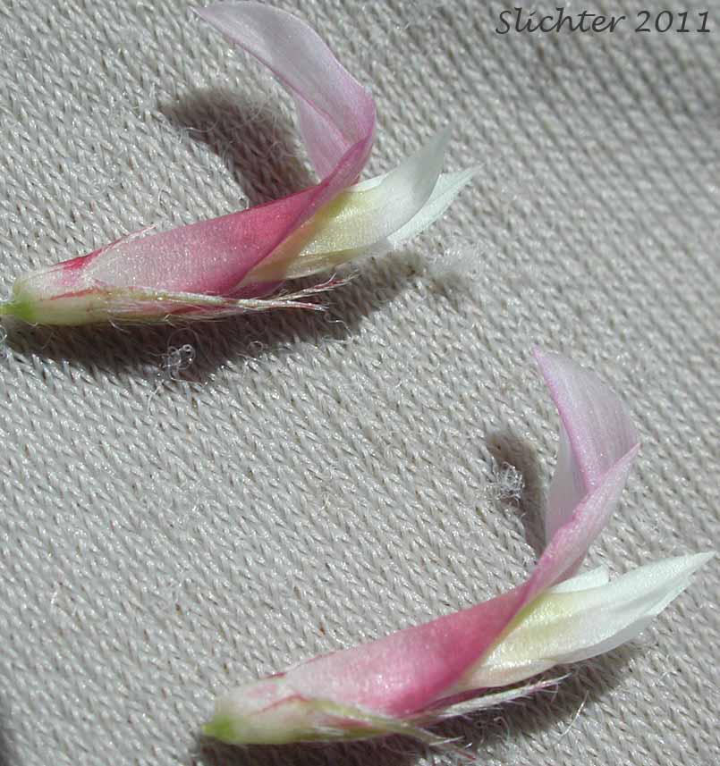 Close-up of the flowers of Long-stalked Clover: Trifolium longipes var. multiovulatum (Synonyms: Trifolium caurinum, Trifolium covillei, Trifolium longipes ssp. caurinum, Trifolium longipes ssp. shastense, Trifolium longipes var. shastense, Trifolium oreganum var. multiovulatum, Trifolium rubyi ssp. caurinum)