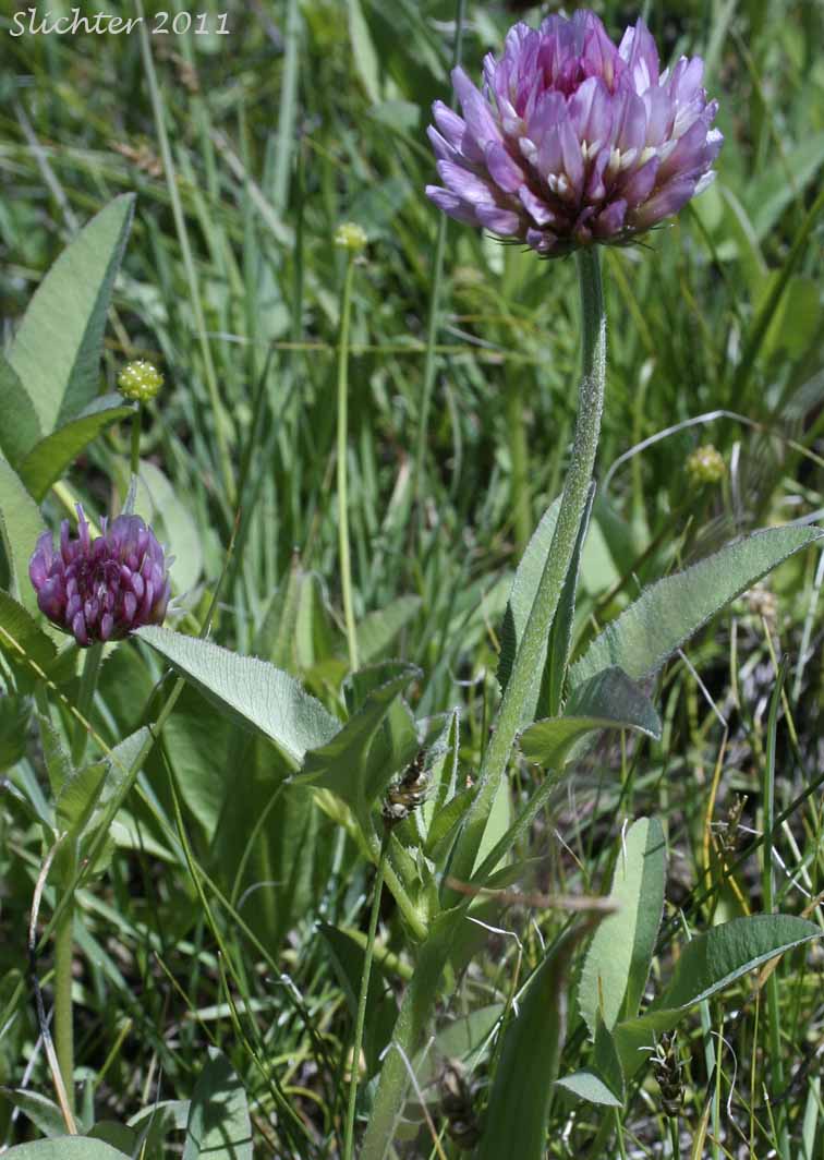 Long-stalked Clover: Trifolium longipes var. multiovulatum (Synonyms: Trifolium caurinum, Trifolium covillei, Trifolium longipes ssp. caurinum, Trifolium longipes ssp. shastense, Trifolium longipes var. shastense, Trifolium oreganum var. multiovulatum, Trifolium rubyi ssp. caurinum)