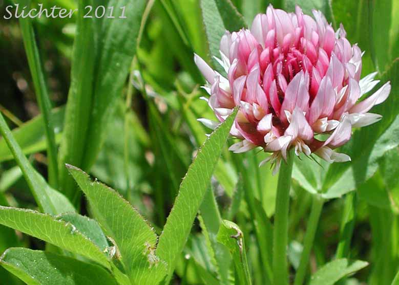 Long-stalked Clover: Trifolium longipes var. multiovulatum (Synonyms: Trifolium caurinum, Trifolium covillei, Trifolium longipes ssp. caurinum, Trifolium longipes ssp. shastense, Trifolium longipes var. shastense, Trifolium oreganum var. multiovulatum, Trifolium rubyi ssp. caurinum)