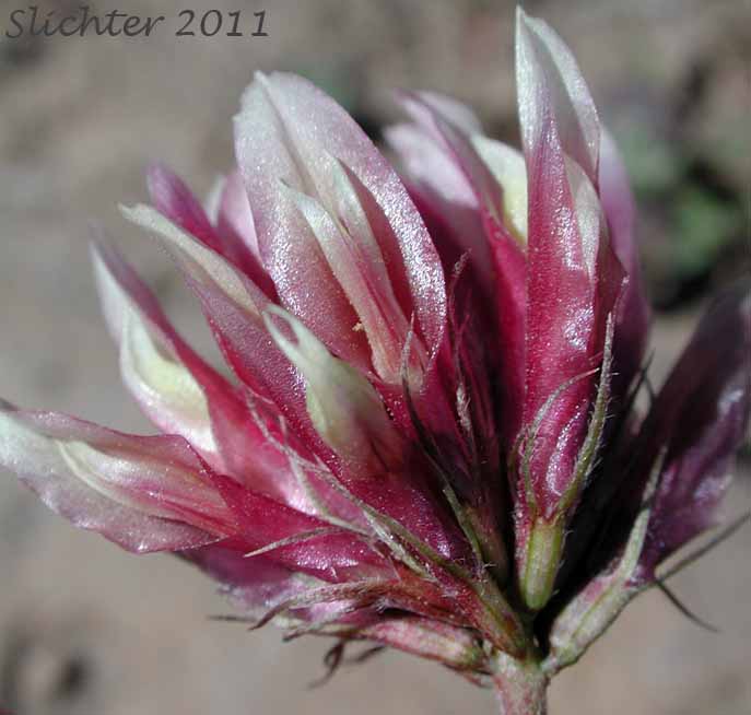 Inflorescence of Long-stalked Clover: Trifolium longipes var. multiovulatum (Synonyms: Trifolium caurinum, Trifolium covillei, Trifolium longipes ssp. caurinum, Trifolium longipes ssp. shastense, Trifolium longipes var. shastense, Trifolium oreganum var. multiovulatum, Trifolium rubyi ssp. caurinum)