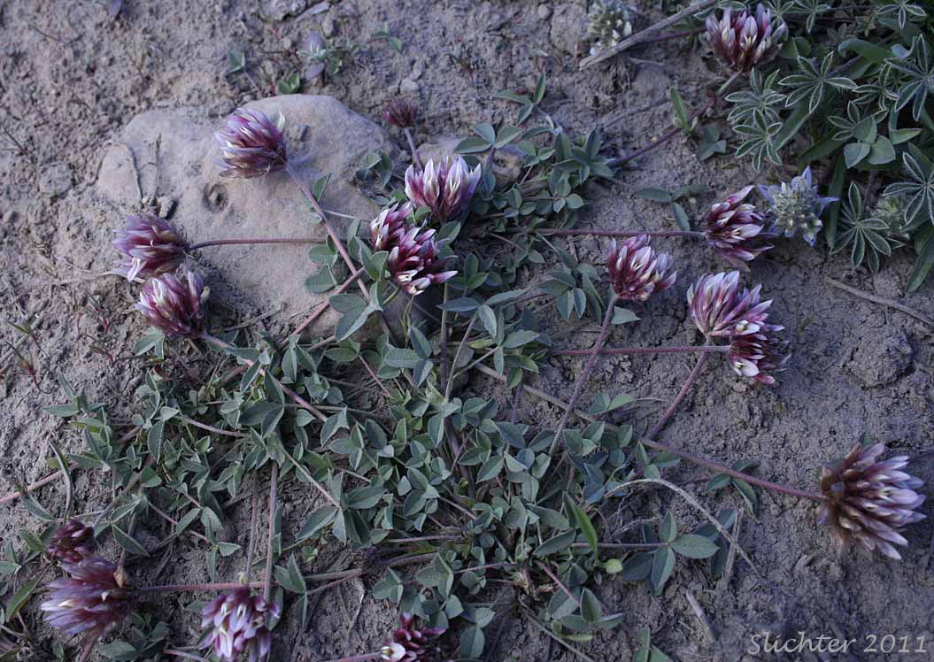 Long-stalked Clover: Trifolium longipes var. multiovulatum (Synonyms: Trifolium caurinum, Trifolium covillei, Trifolium longipes ssp. caurinum, Trifolium longipes ssp. shastense, Trifolium longipes var. shastense, Trifolium oreganum var. multiovulatum, Trifolium rubyi ssp. caurinum)