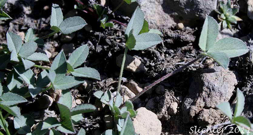 Leaves of Long-stalked Clover: Trifolium longipes var. multiovulatum (Synonyms: Trifolium caurinum, Trifolium covillei, Trifolium longipes ssp. caurinum, Trifolium longipes ssp. shastense, Trifolium longipes var. shastense, Trifolium oreganum var. multiovulatum, Trifolium rubyi ssp. caurinum)