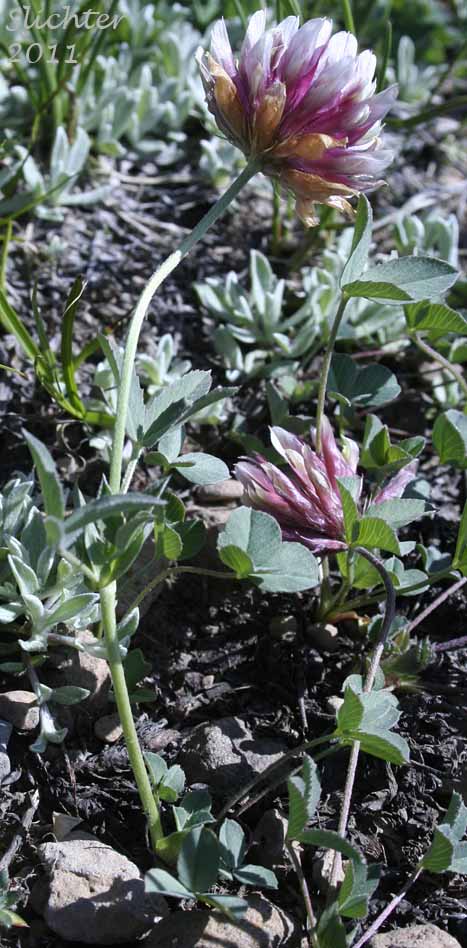Long-stalked Clover: Trifolium longipes var. multiovulatum (Synonyms: Trifolium caurinum, Trifolium covillei, Trifolium longipes ssp. caurinum, Trifolium longipes ssp. shastense, Trifolium longipes var. shastense, Trifolium oreganum var. multiovulatum, Trifolium rubyi ssp. caurinum)
