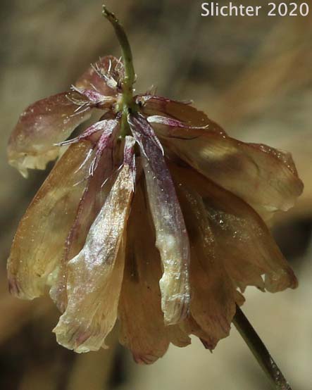 King's Clover, Shasta Clover: Trifolium productum (Synonyms: Trifolium kingii, Trifolium kingii ssp. productum, Trifolium kingii var. productum)