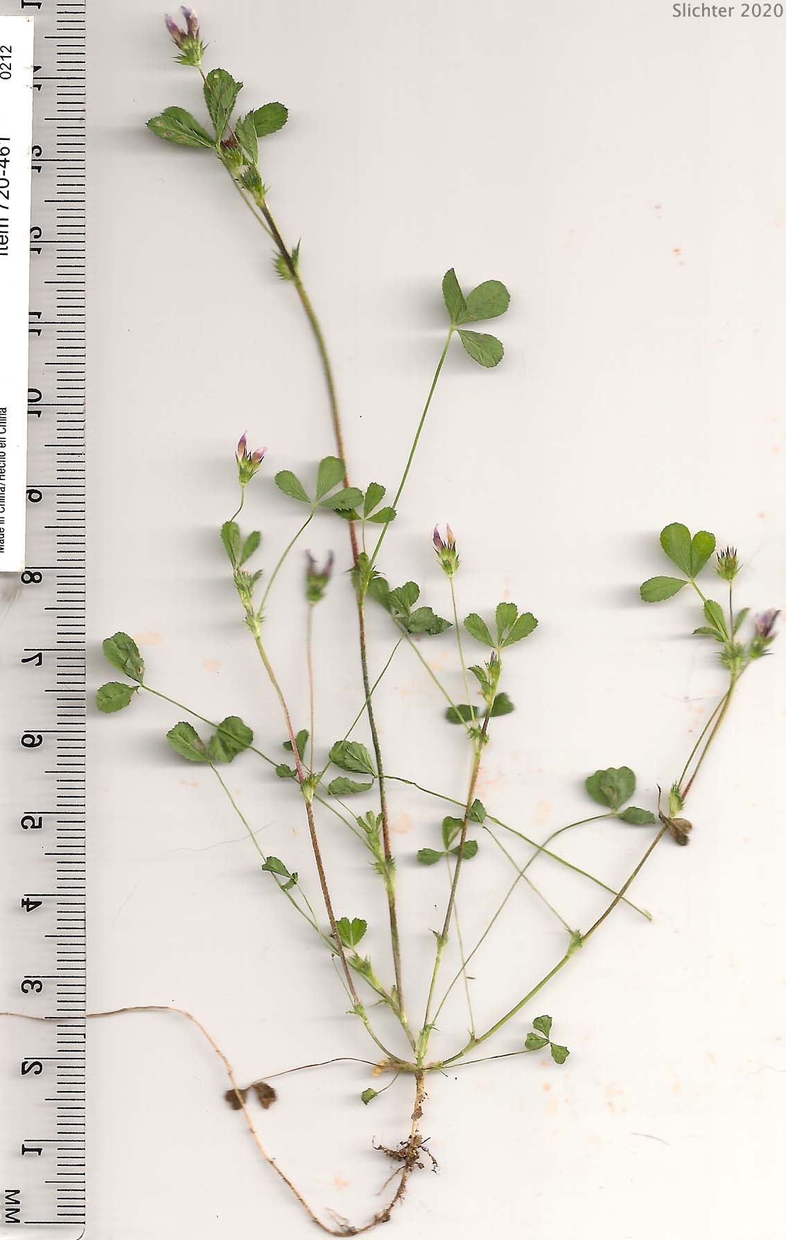 White-tip Clover: Trifolium variegatum (Synonyms: Trifolium appendiculatum, Trifolium geminiflorum, Trifolium melananthum, Trifolium polyodon, Trifolium trilobatum)