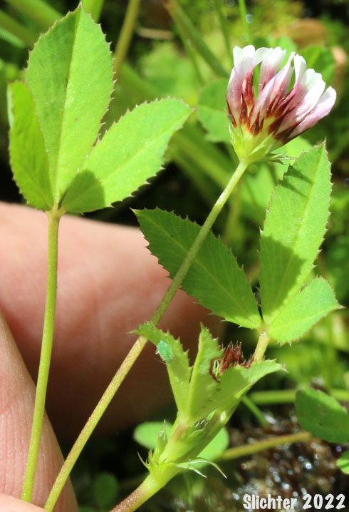 White-tip Clover: Trifolium variegatum (Synonyms: Trifolium appendiculatum, Trifolium geminiflorum, Trifolium melananthum, Trifolium polyodon, Trifolium trilobatum)