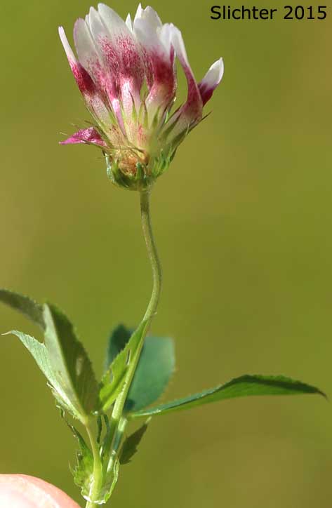 White-tip Clover: Trifolium variegatum (Synonyms: Trifolium appendiculatum, Trifolium geminiflorum, Trifolium melananthum, Trifolium polyodon, Trifolium trilobatum)