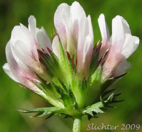 Inflorescence of White-tip Clover: Trifolium variegatum (Synonyms: Trifolium appendiculatum, Trifolium geminiflorum, Trifolium melananthum, Trifolium polyodon, Trifolium trilobatum)