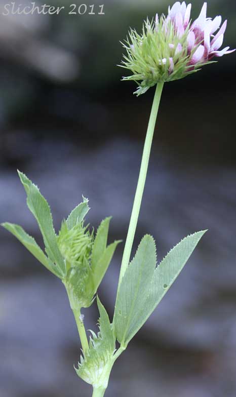 White-tip Clover: Trifolium variegatum (Synonyms: Trifolium appendiculatum, Trifolium geminiflorum, Trifolium melananthum, Trifolium polyodon, Trifolium trilobatum)