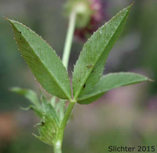 Stem leaf of Springbank Clover, Cows Clover, Salt Marsh Clover: Trifolium wormskioldii (Synonyms: Trifolium fimbriatum, Trifolium wormskjoldii, Trifolium wormskioldii var. wormskioldii, Trifolium wormskjoldii var. wormskjoldii)