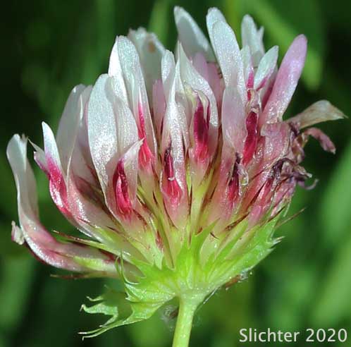 Springbank Clover, Cows Clover, Salt Marsh Clover: Trifolium wormskioldii (Synonyms: Trifolium fimbriatum, Trifolium wormskjoldii, Trifolium wormskioldii var. wormskioldii, Trifolium wormskjoldii var. wormskjoldii)