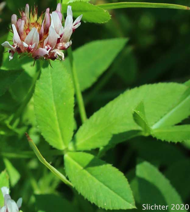 Springbank Clover, Cows Clover, Salt Marsh Clover: Trifolium wormskioldii (Synonyms: Trifolium fimbriatum, Trifolium wormskjoldii, Trifolium wormskioldii var. wormskioldii, Trifolium wormskjoldii var. wormskjoldii)