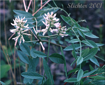 American Licorice, Licorice Root, Wild Licorice: Glycyrrhiza lepidota (Synonyms: Glycyrrhiza glutinosa, Glycyrrhiza lepidota var. glutinosa, Glycyrrhiza lepidota var. lepidota)