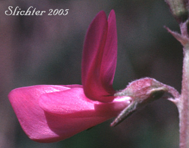 Flower of Northern Hedysarum: Hedysarum boreale var. mackenzii