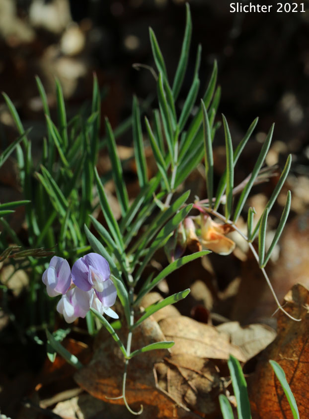 Lanzwert's Peavine, Nevada Pea, Thick-leaved Pea, Thick-leaved Peavine: Lathyrus lanszwertii var. lanszwertii (Synonym: Lathyrus lanszwertii ssp. lanszwertii)
