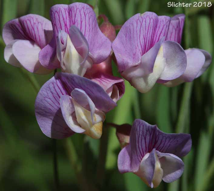 Lanzwert's Peavine, Nevada Pea, Thick-leaved Pea, Thick-leaved Peavine: Lathyrus lanszwertii var. lanszwertii (Synonym: Lathyrus lanszwertii ssp. lanszwertii)