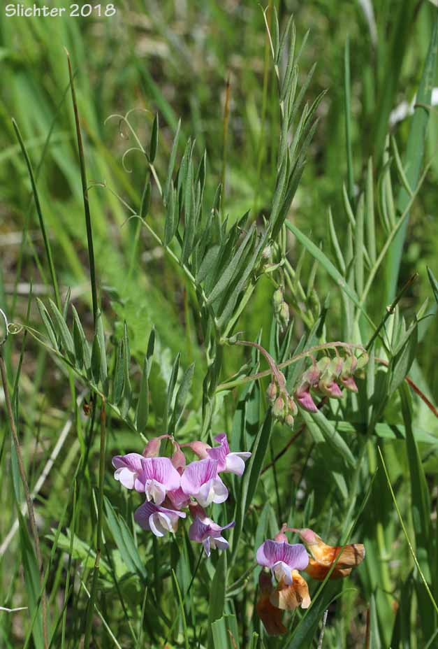 Lanzwert's Peavine, Nevada Pea, Thick-leaved Pea, Thick-leaved Peavine: Lathyrus lanszwertii var. lanszwertii (Synonym: Lathyrus lanszwertii ssp. lanszwertii)